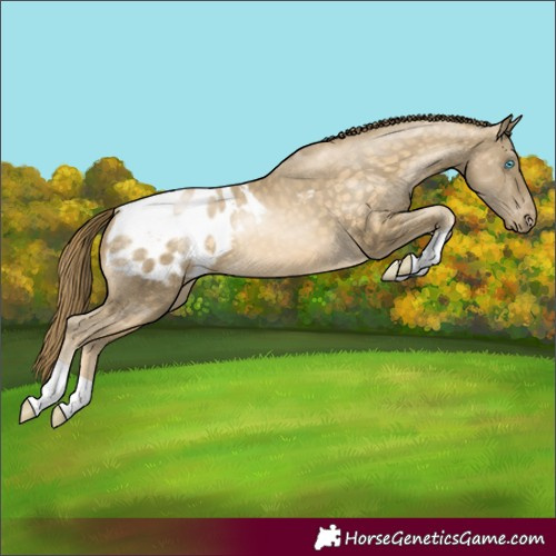 Horse Color:Buckskin Pearl Blanket