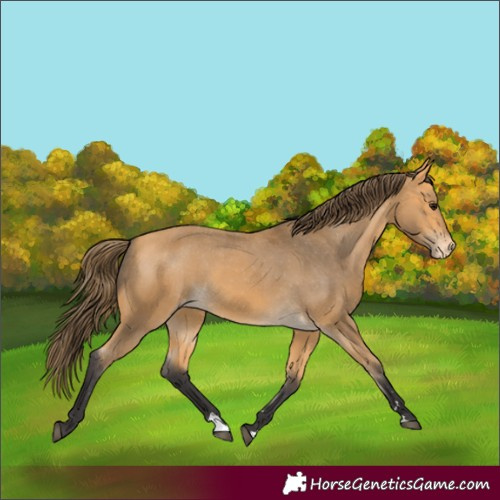 Horse Color:Buckskin Varnish 