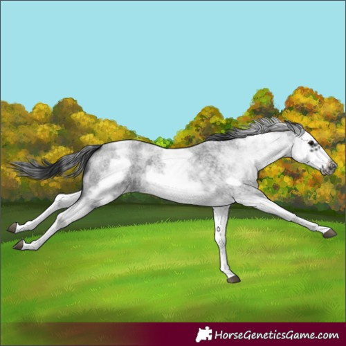 Horse Color:White Spotted Blue Roan Splash Frame Varnish 
