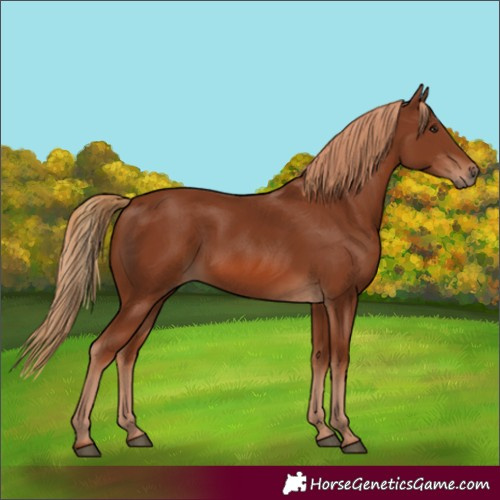 Horse Color:Chestnut 