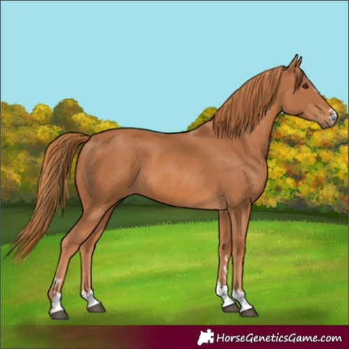 Horse Color:Chestnut 