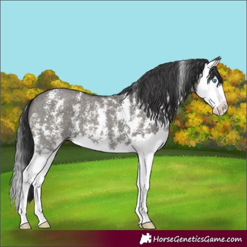 Horse Color:Grullo Sabino Splash