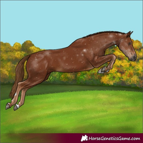Horse Color:Gray Chestnut 