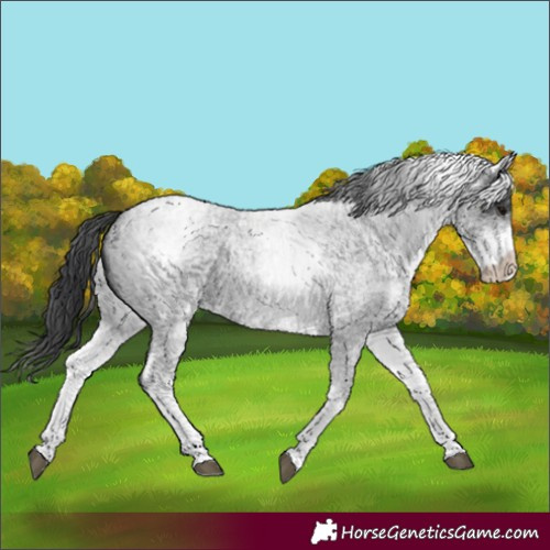 Horse Color:White Spotted Blue Roan