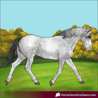 Horse Color:White Spotted Blue Roan 