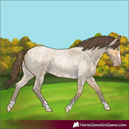 Horse Color:Amber Cream Champagne Roan 