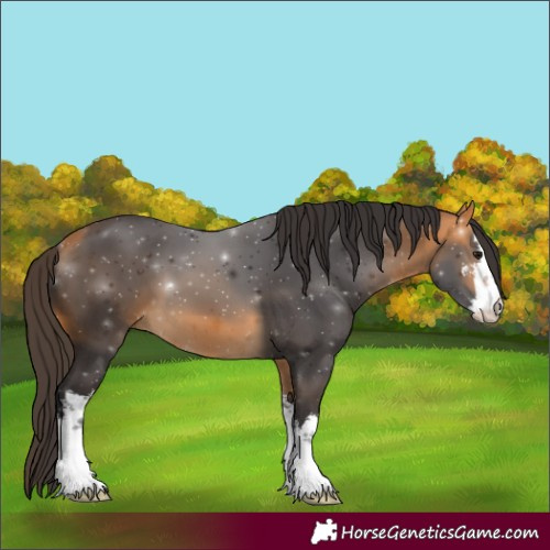 Horse Color:White Spotted Buckskin