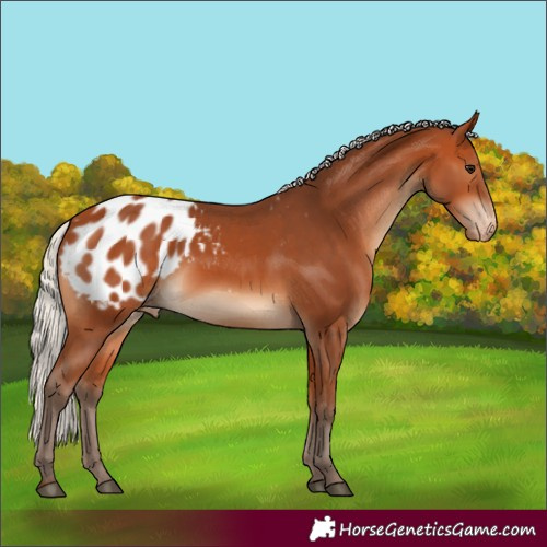 Horse Color:Silver Bay Blanket Rabicano 