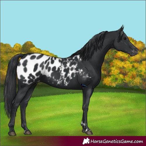 Horse Color:Black Blanket 