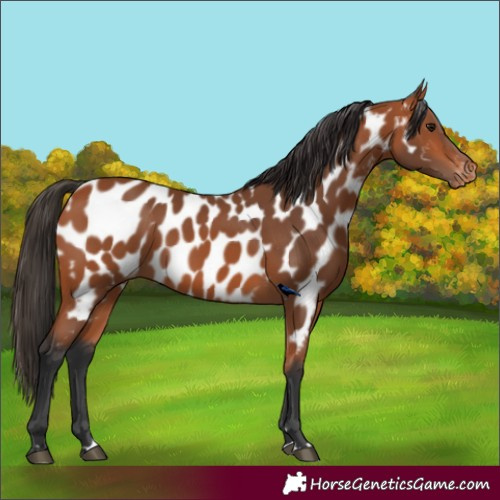 Horse Color:Bay Near Leopard 