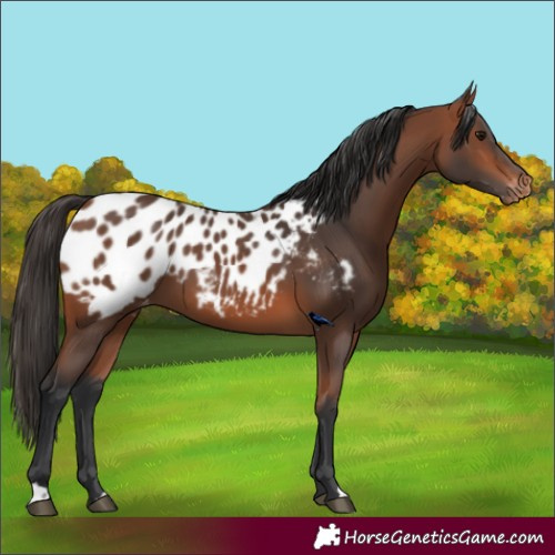 Horse Color:Bay Blanket