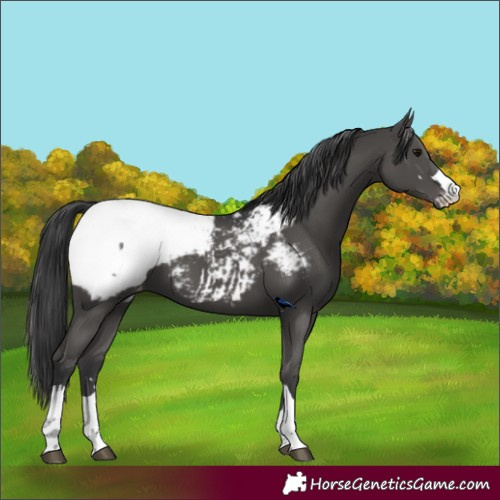 Horse Color:Black Near Fewspot