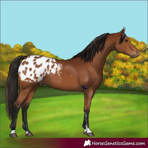 Horse Color:Gray Bay Blanket