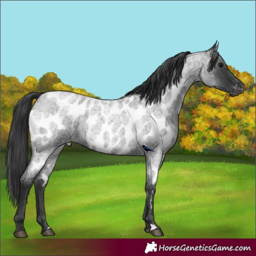 Horse Color:Blue Roan Near Leopard 