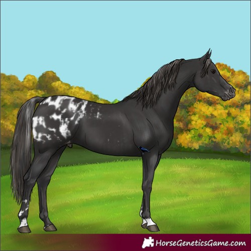 Horse Color:Black Blanket and Smoky Black Skewed LP Spotted