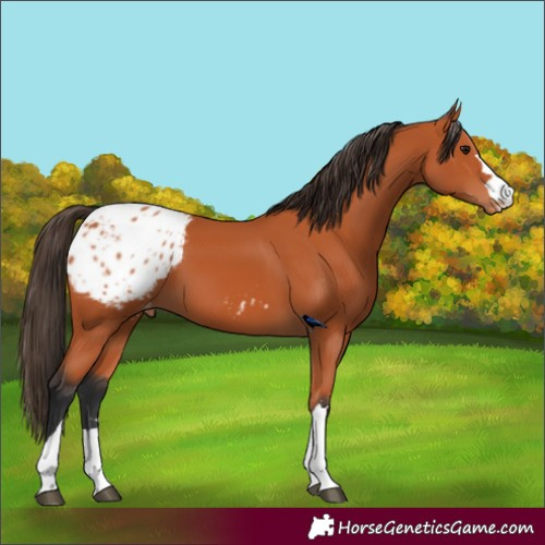 Horse Color:Bay Blanket
