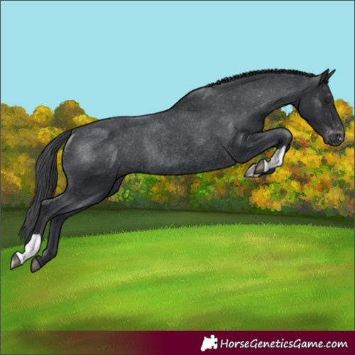 Horse Color:Black Varnish Rabicano