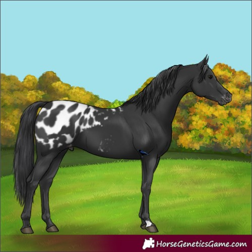 Horse Color:Black Blanket 