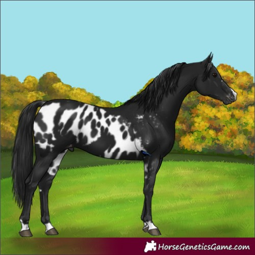 Horse Color:Gray Black Skewed LP Spotted 