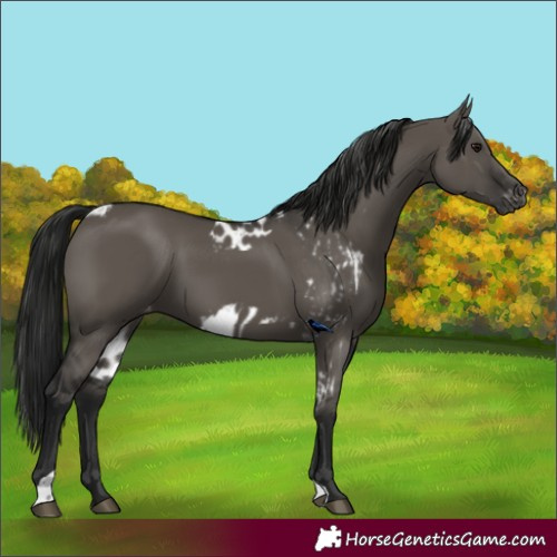 Horse Color:Gray Grullo Skewed LP Spotted