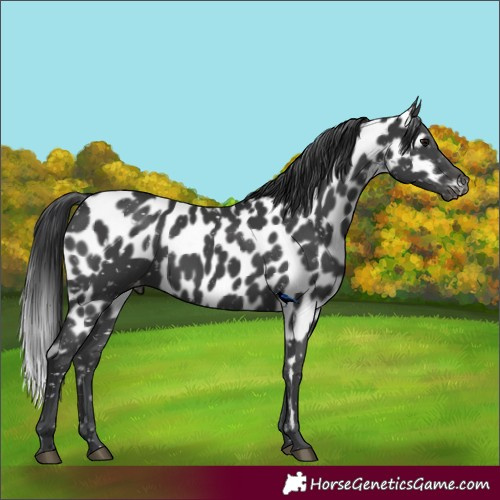 Horse Color:Black Skewed LP Spotted