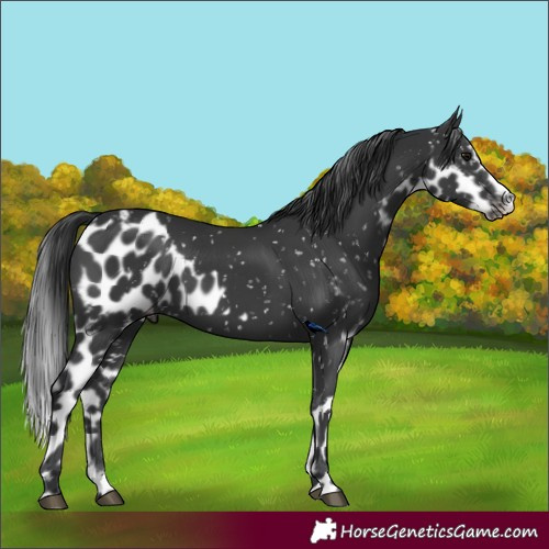 Horse Color:Black Skewed LP Spotted 