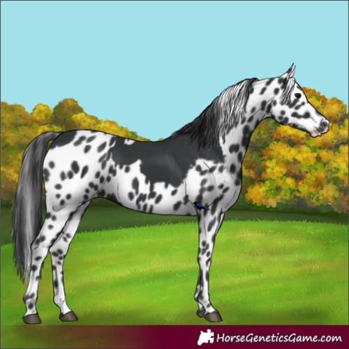 Horse Color:Black Skewed LP Spotted