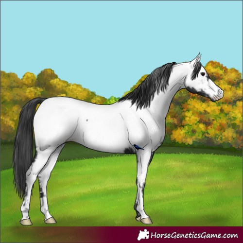 Horse Color:Black Near Fewspot