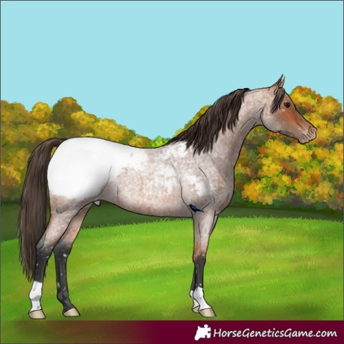 Horse Color:Bay Roan Snowcap Rabicano