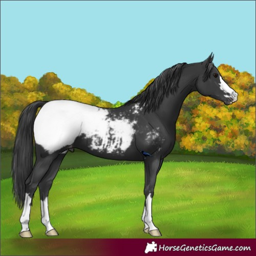 Horse Color:Black Snowcap