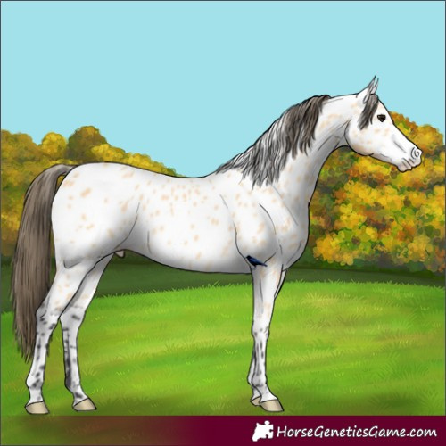 Horse Color:Buckskin Near Leopard