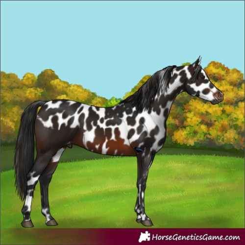 Horse Color:Gray Brown Skewed LP Spotted 