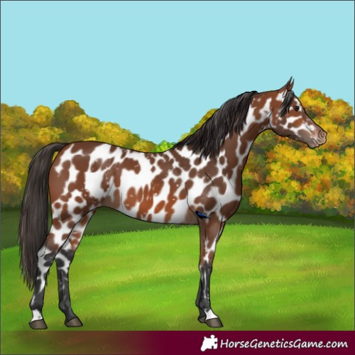 Horse Color:Bay Skewed LP Spotted