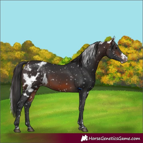 Horse Color:Brown Skewed LP Spotted