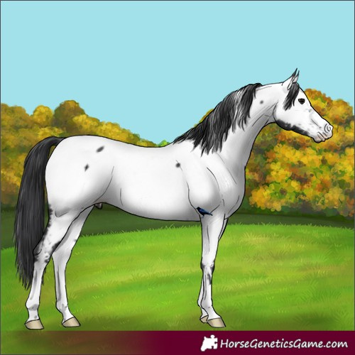 Horse Color:Black Fewspot