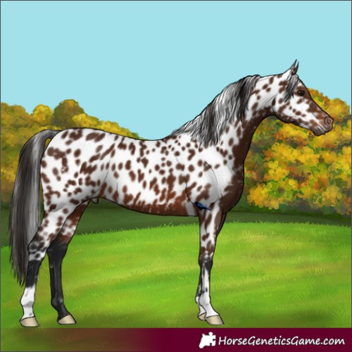 Horse Color:Gray Bay Skewed LP Spotted