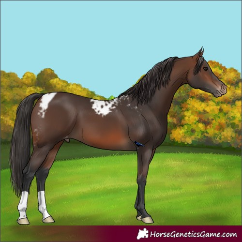 Horse Color:Brown Skewed LP Spotted 