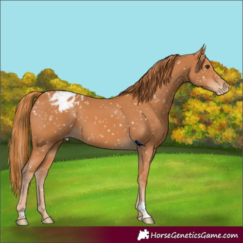 Horse Color:Chestnut Blanket 