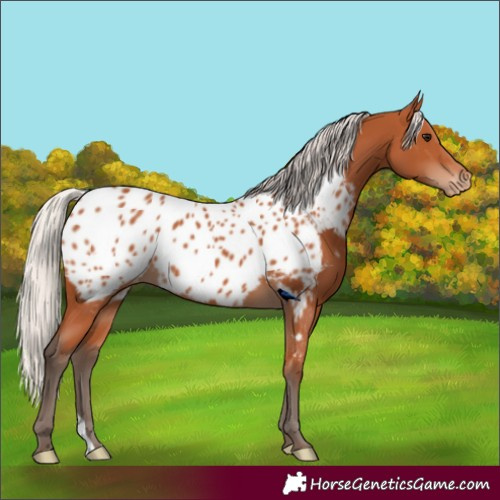 Horse Color:Silver Bay Near Leopard