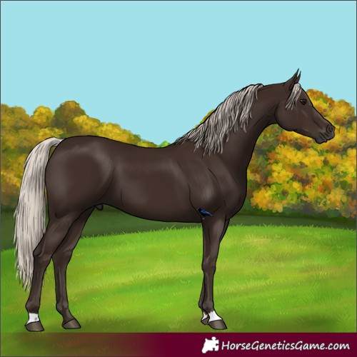 Horse Color:Gray Silver Black 