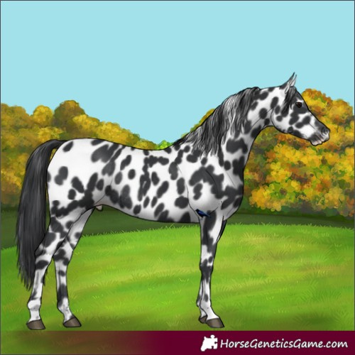 Horse Color:Black Leopard Rabicano