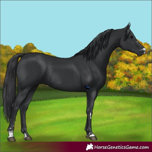 Horse Color:Black Rabicano