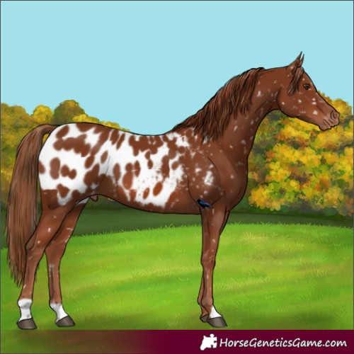 Horse Color:Chestnut Blanket 