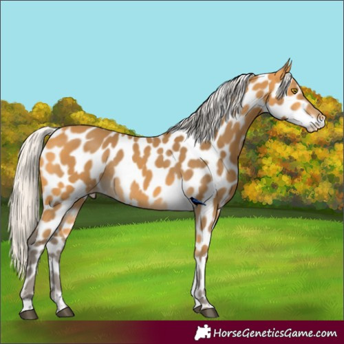 Horse Color:Silver Buckskin Leopard Rabicano