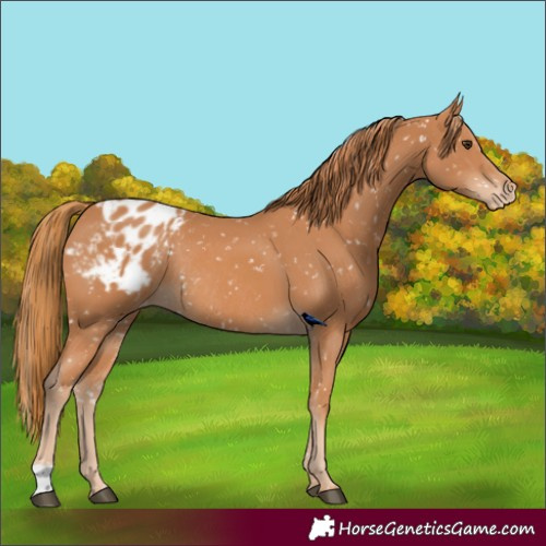 Horse Color:Chestnut Blanket Rabicano 