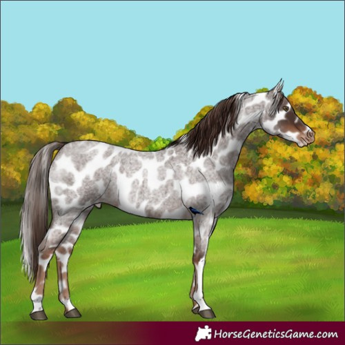Horse Color:Liver Red Roan Leopard Rabicano
