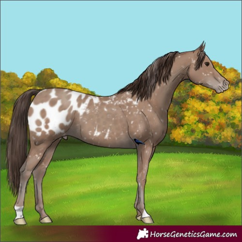 Horse Color:Classic Champagne Blanket