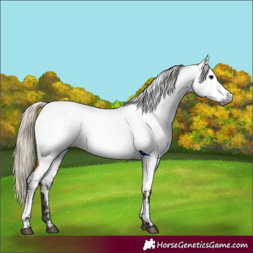 Horse Color:Gray Silver Bay Fewspot