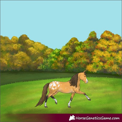 Horse Color:Buckskin Blanket
