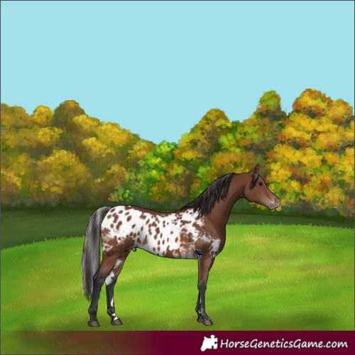 Horse Color:Brown Skewed LP Spotted 
